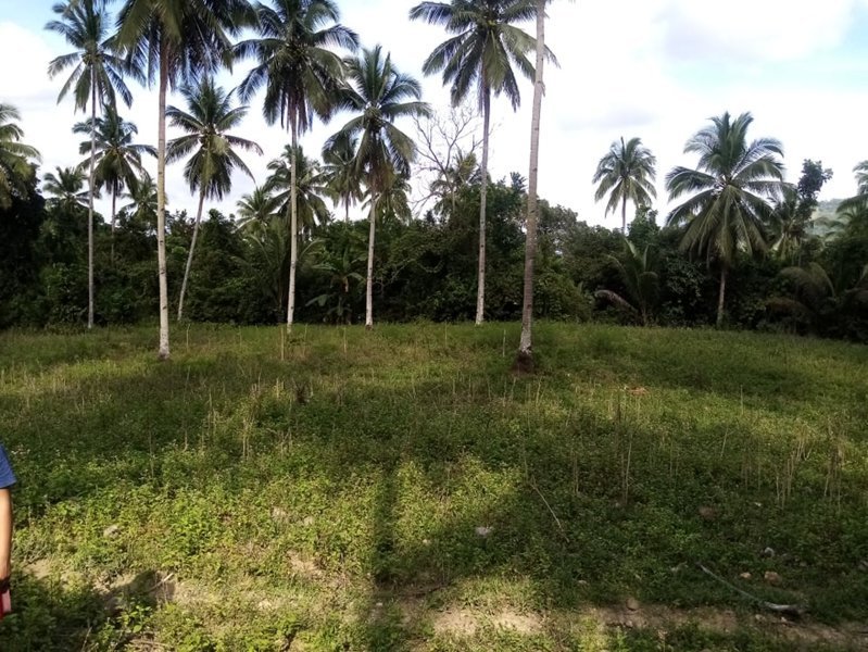 8 Hectares Properties for Sale in Alambijud Argao Cebu