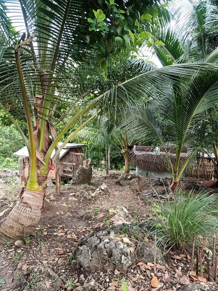 1100 sqm Lot for Sale Along National Hiway Catmon Cebu