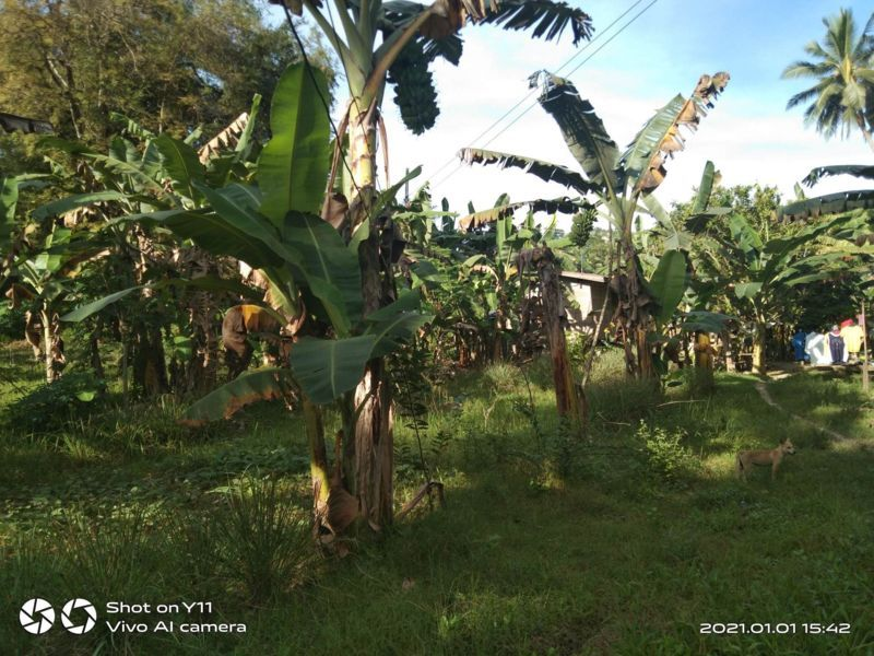 land properties for sale in sibonga cebu - 06
